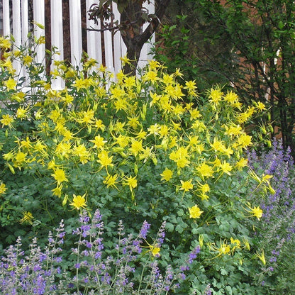 Golden Columbine Flower seeds for Planting Easy to Grow Heirloom & GMO Free Seeds for Home Garden
