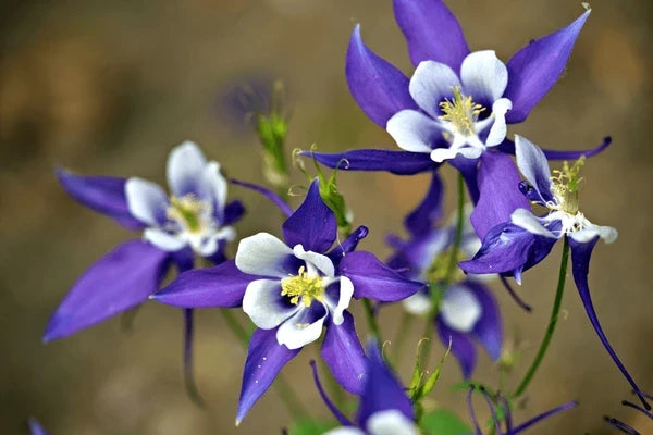 Aquilegia Flower seeds for Planting Low Maintenance Heirloom & GMO Free Seeds for Home Garden
