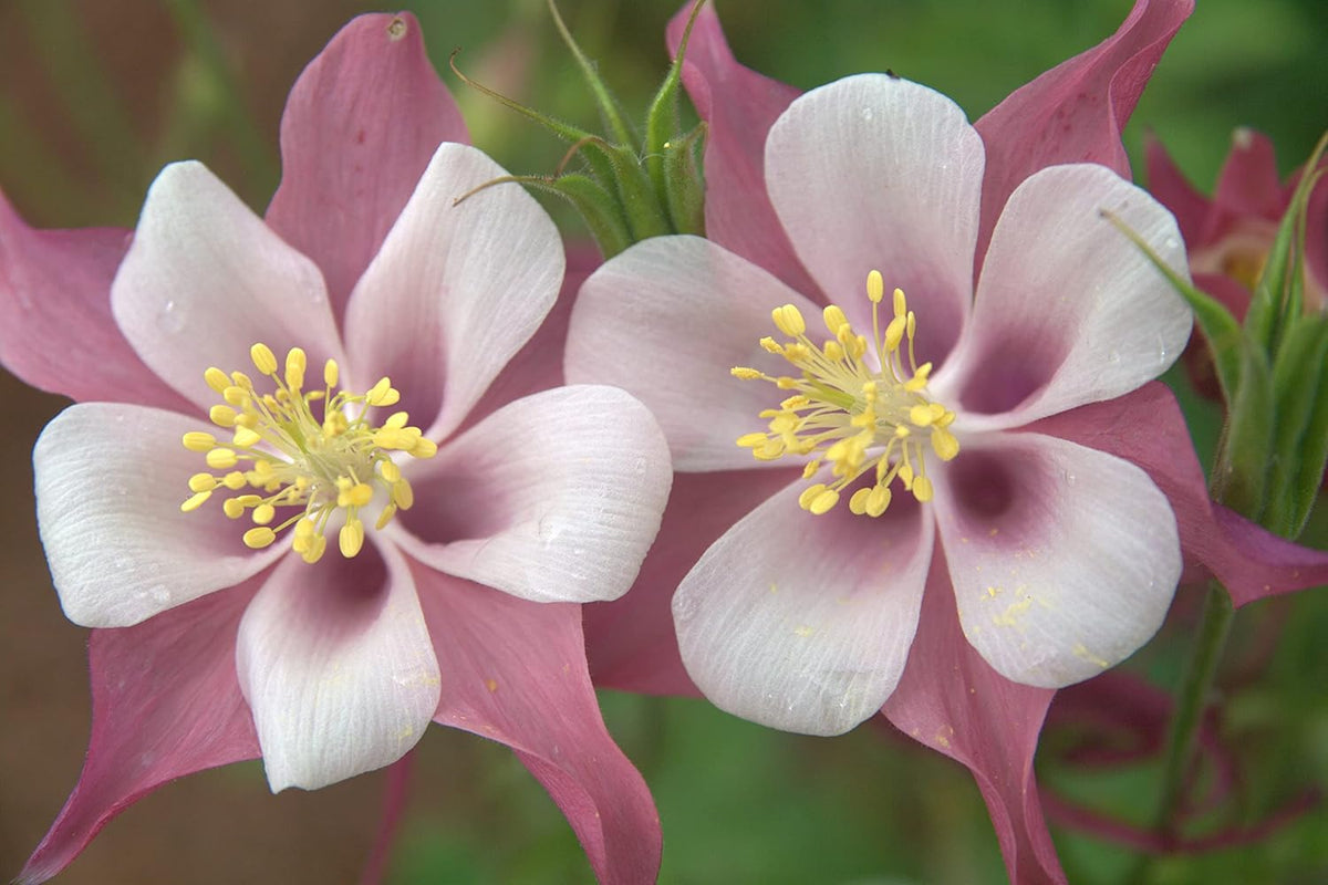 White Pink Aquilegia Flower seeds for Planting Bright Blooms, Heirloom & GMO Free Seeds for Home Garden vegetable and garden seeds