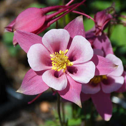 Aquilegia Dark Pink & White Flower Seeds for Planting