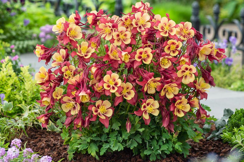 Red Yellow Aquilegia Flower seeds for Planting Pollinator Friendly, Heirloom & GMO Free Seeds for Home Garden vegetable and garden seeds
