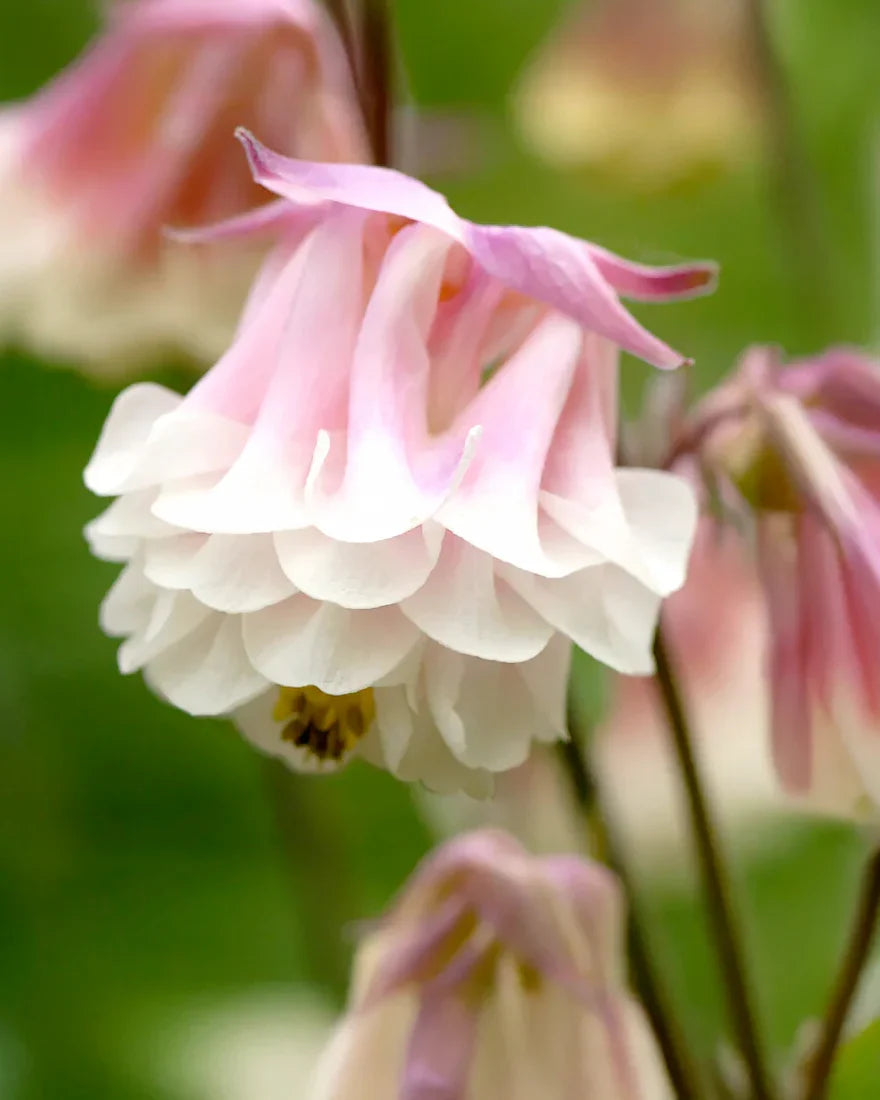 Pink Petticoat Flower seeds for Planting Vibrant Colors, Heirloom & GMO Free Seeds for Home Garden vegetable and garden seeds