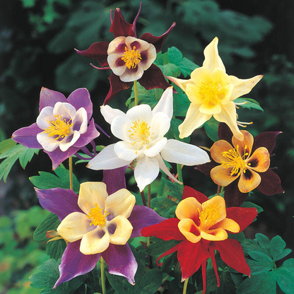 Columbine Viridiflora Flower seeds for Planting Drought Tolerant Heirloom & GMO Free Seeds for Home Garden