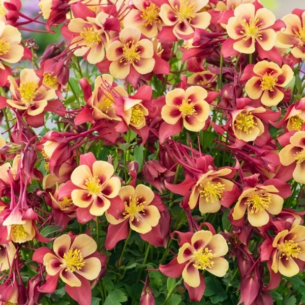 Premium Red Yellow Aquilegia Flower seeds for Planting Pollinator Friendly, Heirloom & GMO Free Seeds for Home Garden seeds