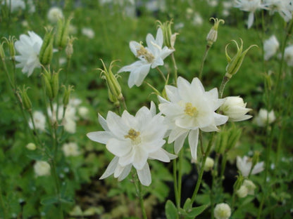 Clementine (Clementine Flower) seeds for planting in home garden