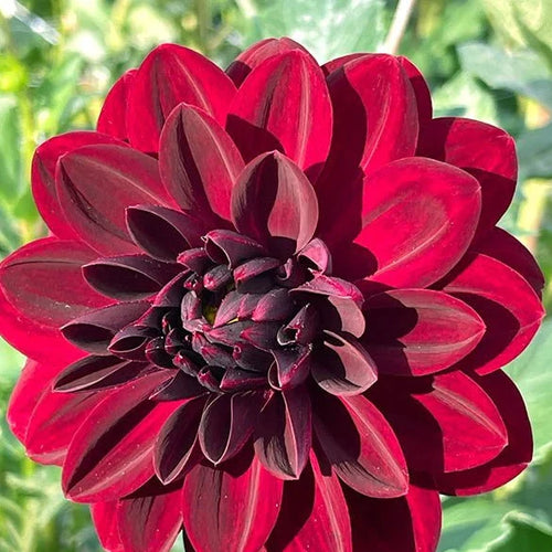 Premium Arabian Night Dahlia Flower seeds for Planting Wildflower Mix, Heirloom & GMO Free Seeds for Home Garden Sale seeds