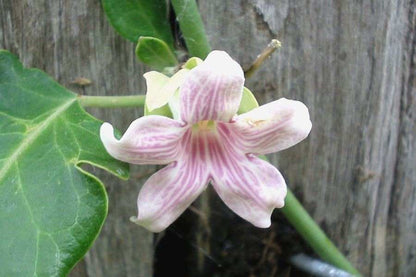 Araujia Flower seeds for Planting Perfect for Borders Heirloom & GMO Free Seeds for Home Garden
