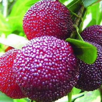 Arbutus Bayberry Tree Growing in Garden, Healthy Tree with Vibrant Red Berries and Glossy Foliage