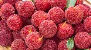 Arbutus Tree Growing in Garden, Healthy Evergreen Tree with Vibrant Red Fruits