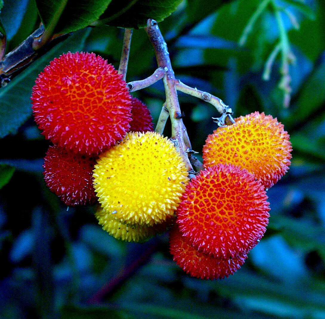 Arbutus Fruit Seeds for Planting, Step-by-Step Guide for Growing Evergreen Trees