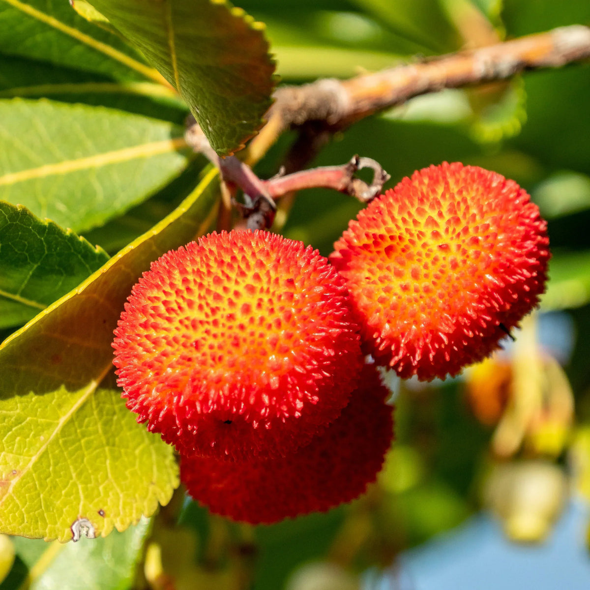 Step-by-Step Planting Instructions for Arbutus Seeds in Your Gardens Seeds For Planting Unique Fruits Fruit