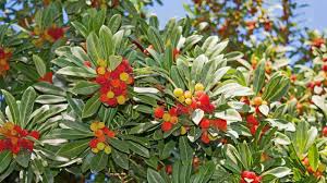 Step-by-Step Guide for Planting Arbutus Unedo Strawberry Tree Seeds in Your Garden