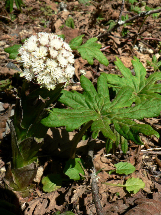 Arctic Sweet Coltsfoot seeds Petasites frigidus growing cold-hardy perennial plants