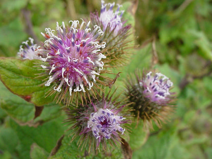 Arctium Lappa Flower seeds for Planting Hardy Variety Heirloom & GMO Free Seeds for Home Garden