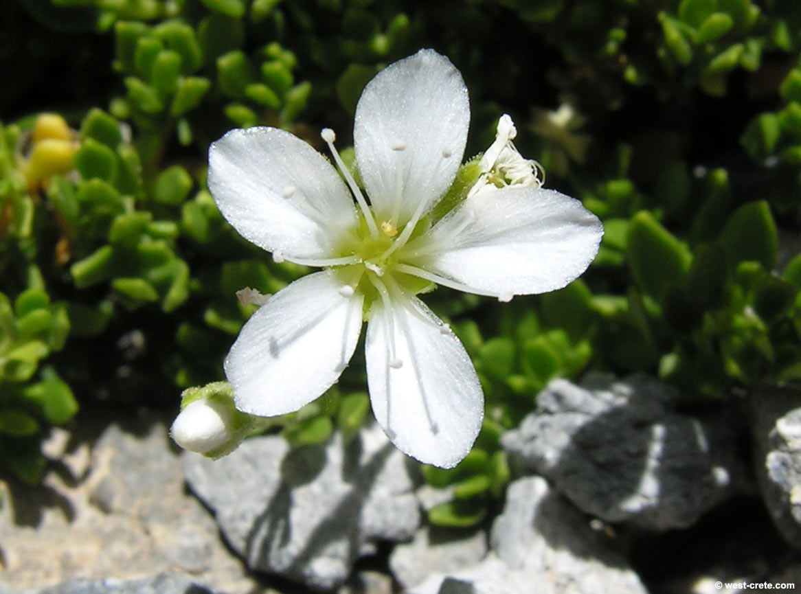 Arenaria Flower seeds for Planting Garden Favorite Heirloom & GMO Free Seeds for Home Garden