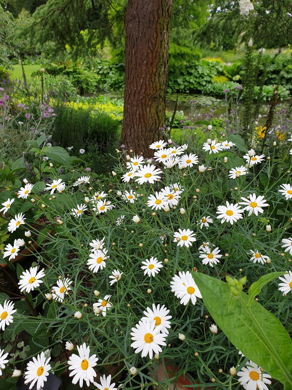 High quality Yellow White Argyranthemum Flower seeds for Planting Pollinator Friendly, Heirloom & GMO Free Seeds for Home Garden seeds pack