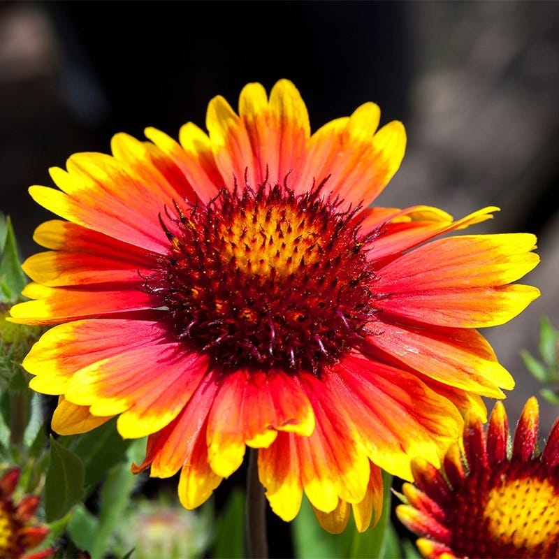 Premium Arizona Flower seeds for Planting Seasonal Bloomer, Heirloom & GMO Free Seeds for Home Garden seeds