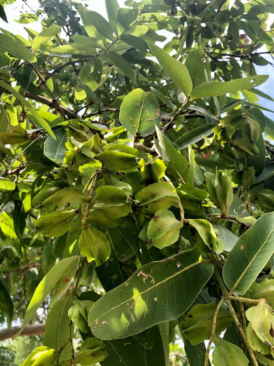 Terminalia Arjuna Tree Seeds For Planting - Thriving Growth And Robust Development In Your Garden