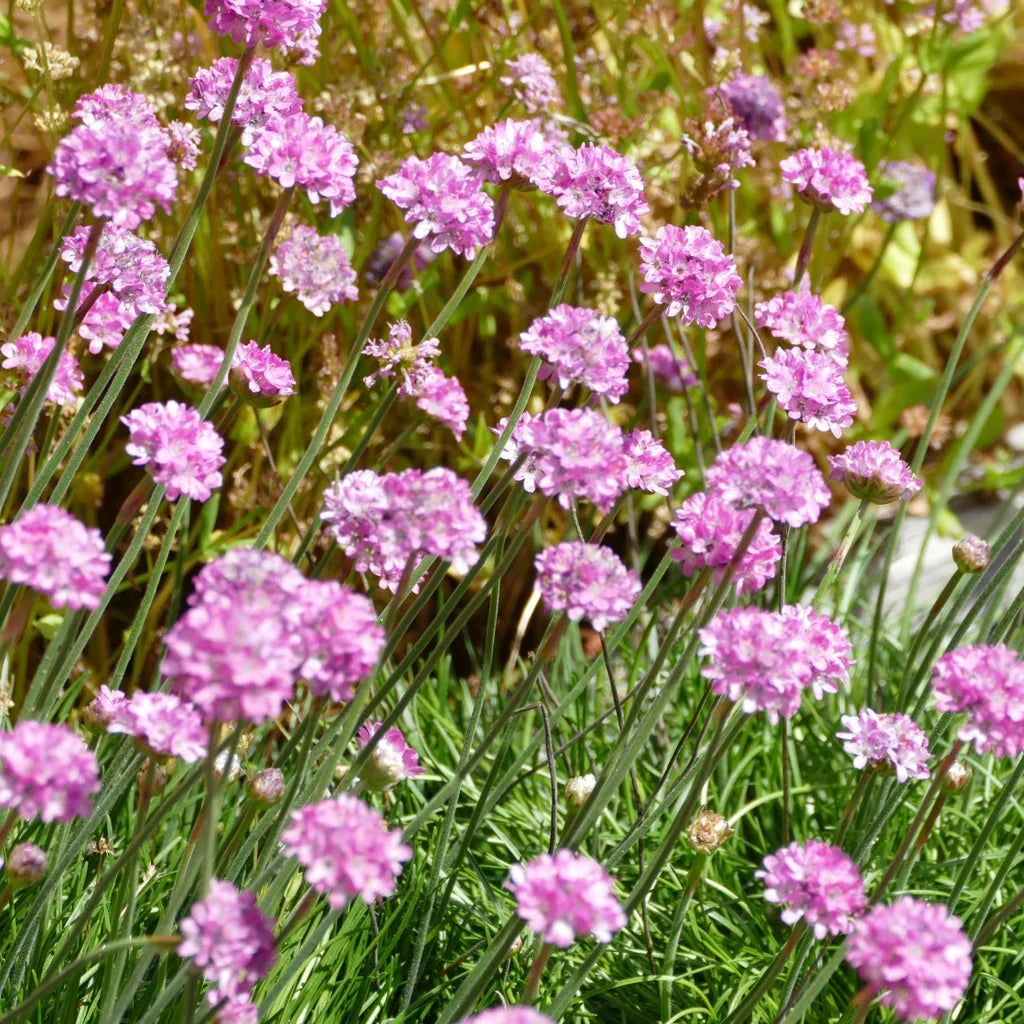 High quality Pink Thrift Joystick Flower seeds for Planting Perfect for Borders, Heirloom & GMO Free Seeds for Home Garden seeds pack