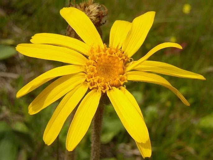Arnica Montana Growing in a Sunny Garden