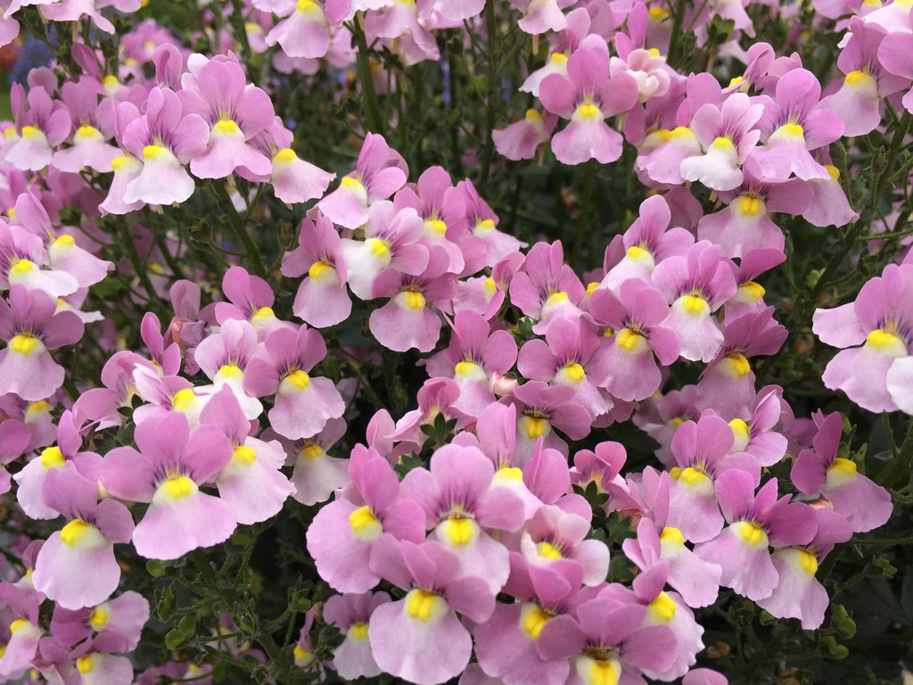 Nemesia Flower seeds for Planting Fragrant Blossoms, Heirloom & GMO Free Seeds for Home Garden vegetable and garden seeds