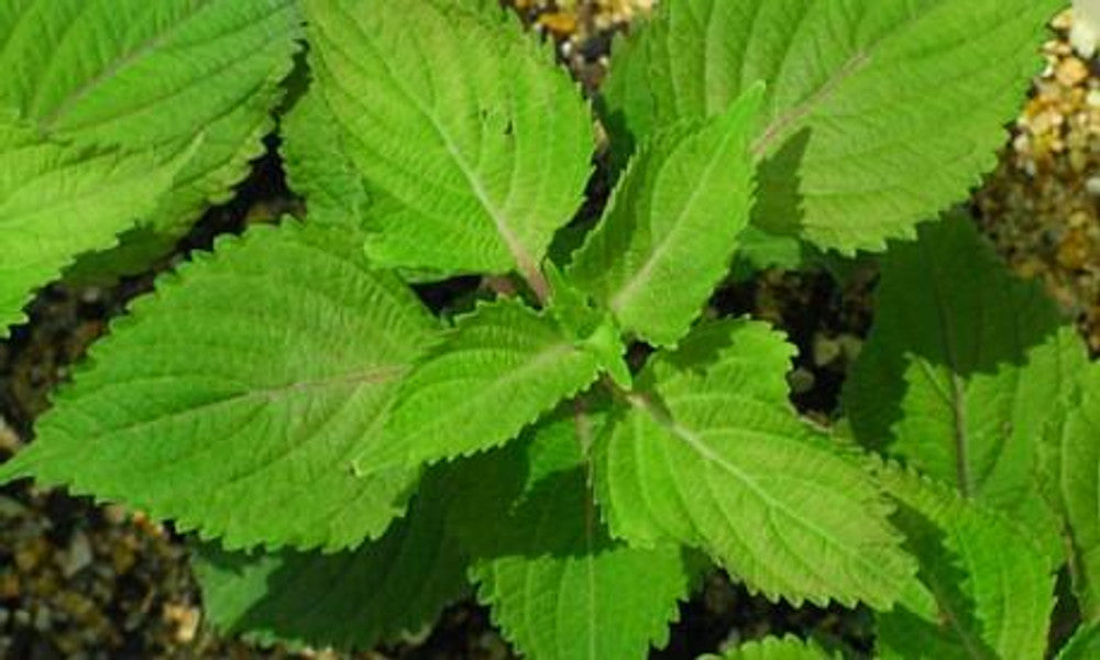Bushy aromatic Green Shiso leafy growth in warm garden