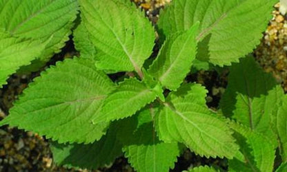 Bushy aromatic Green Shiso leafy growth in warm garden