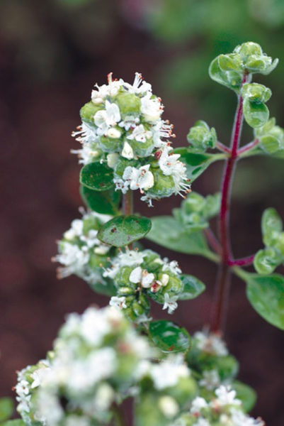 Non GMO Marjoram seeds for home gardening