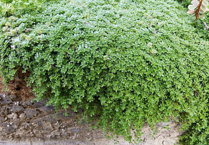 Aromatic creeping thyme ground cover in full sun