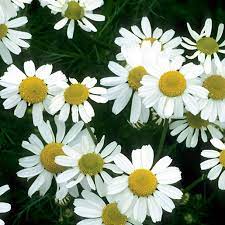 Aromatic white chamomile flower seeds