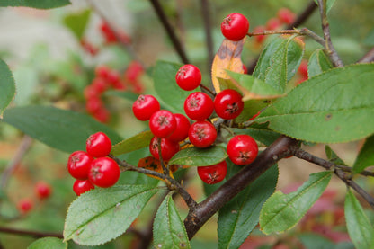 Aronia arbutifolia shrub in bloom with white spring flowers