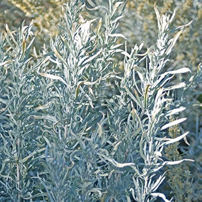 Artemisia cana dwarf Silver Wormwood growing in full sun