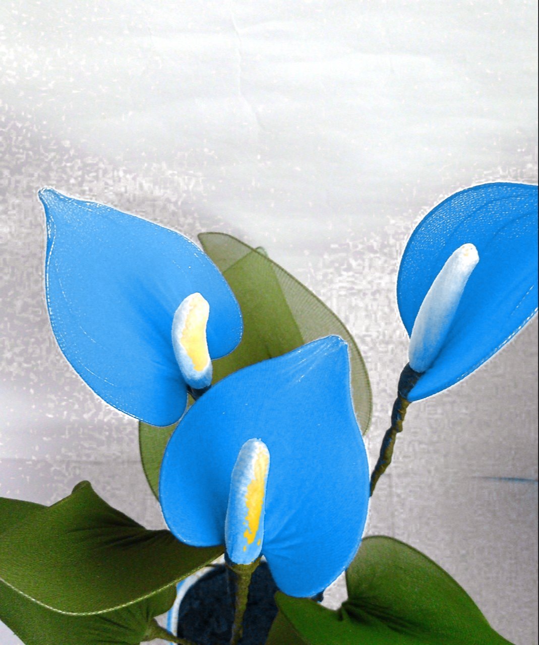 Sky Blue Yellow Anthurium Flower seeds for Planting - Vibrant Colors, Heirloom & GMO Free Seeds for Home Garden