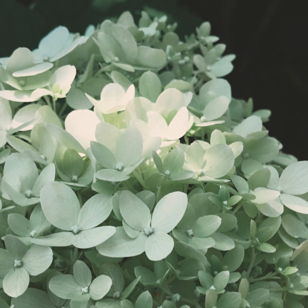 Khaki Hydrangea Flower seeds for Planting Cottage Garden Essential, Heirloom & GMO Free Seeds for Home Garden seeds for planting