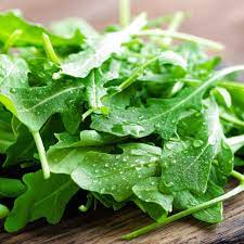 Arugula plants ready for harvesting