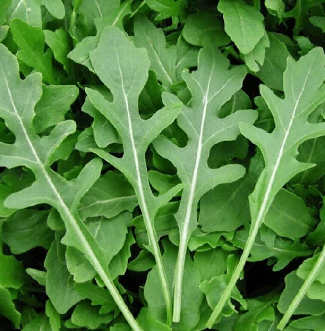 Roquette Arugula Seedlings Sprouting in Garden Pots