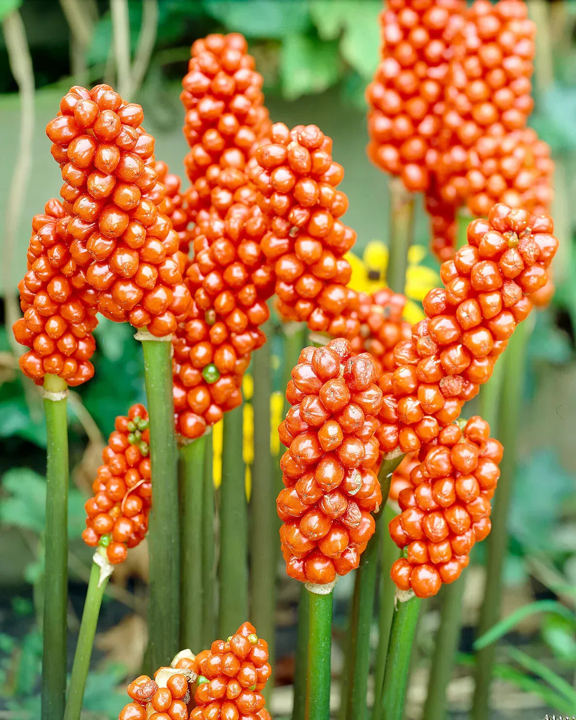 Red Italicum Plant Seeds Planting Collection