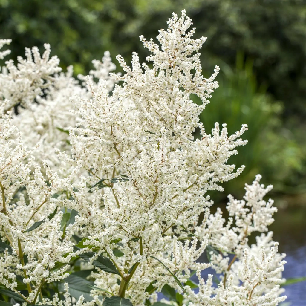White Sumac Flower seeds for Planting Drought Tolerant, Heirloom & GMO Free Seeds for Home Garden seeds for planting