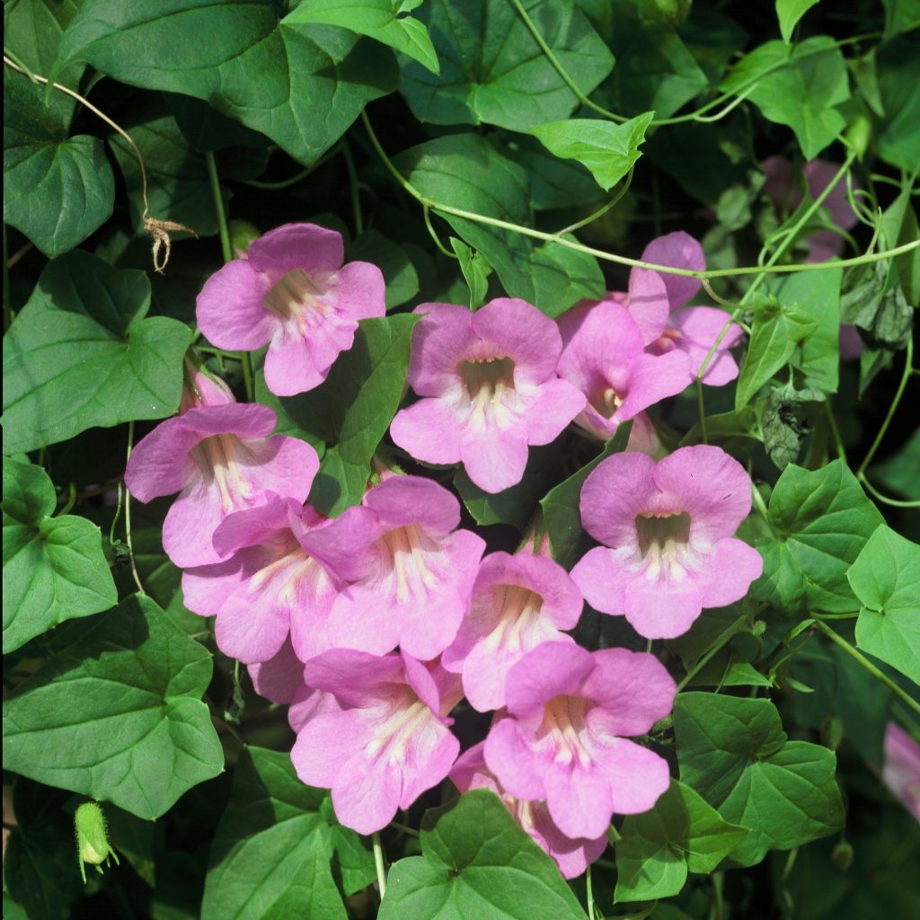 High quality Pink Asarina Flower seeds for Planting Bright Blooms, Heirloom & GMO Free Seeds for Home Garden seeds pack