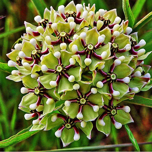 Antelope Horns Milkweed growing in a sunny garden