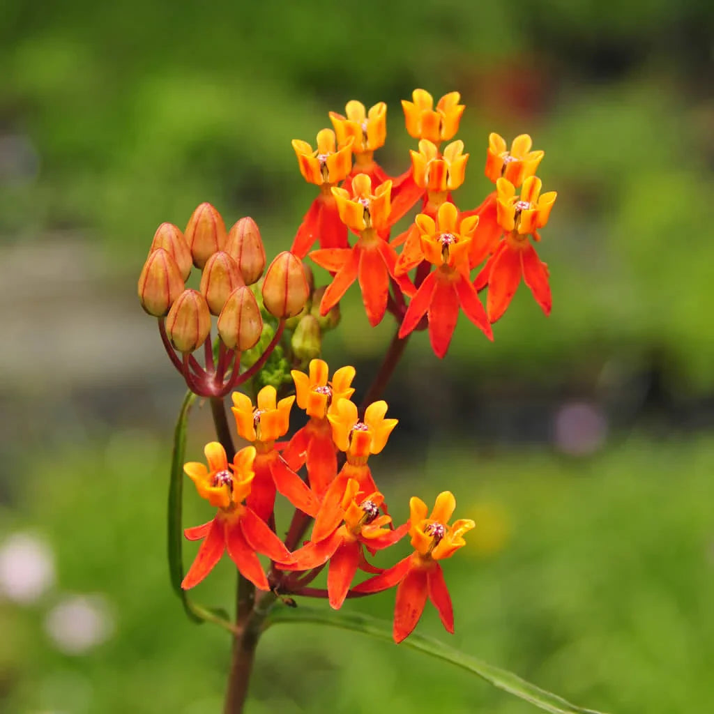 Asclepias Flower seeds for Planting Drought Tolerant Heirloom & GMO Free Seeds for Home Garden