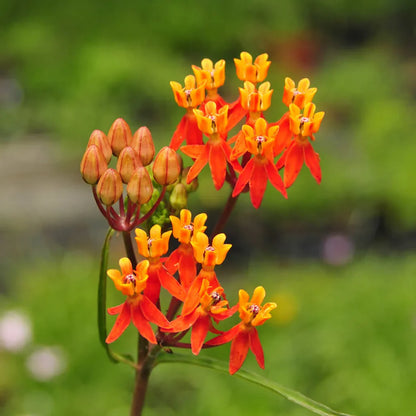 Asclepias Flower seeds for Planting Drought Tolerant Heirloom & GMO Free Seeds for Home Garden