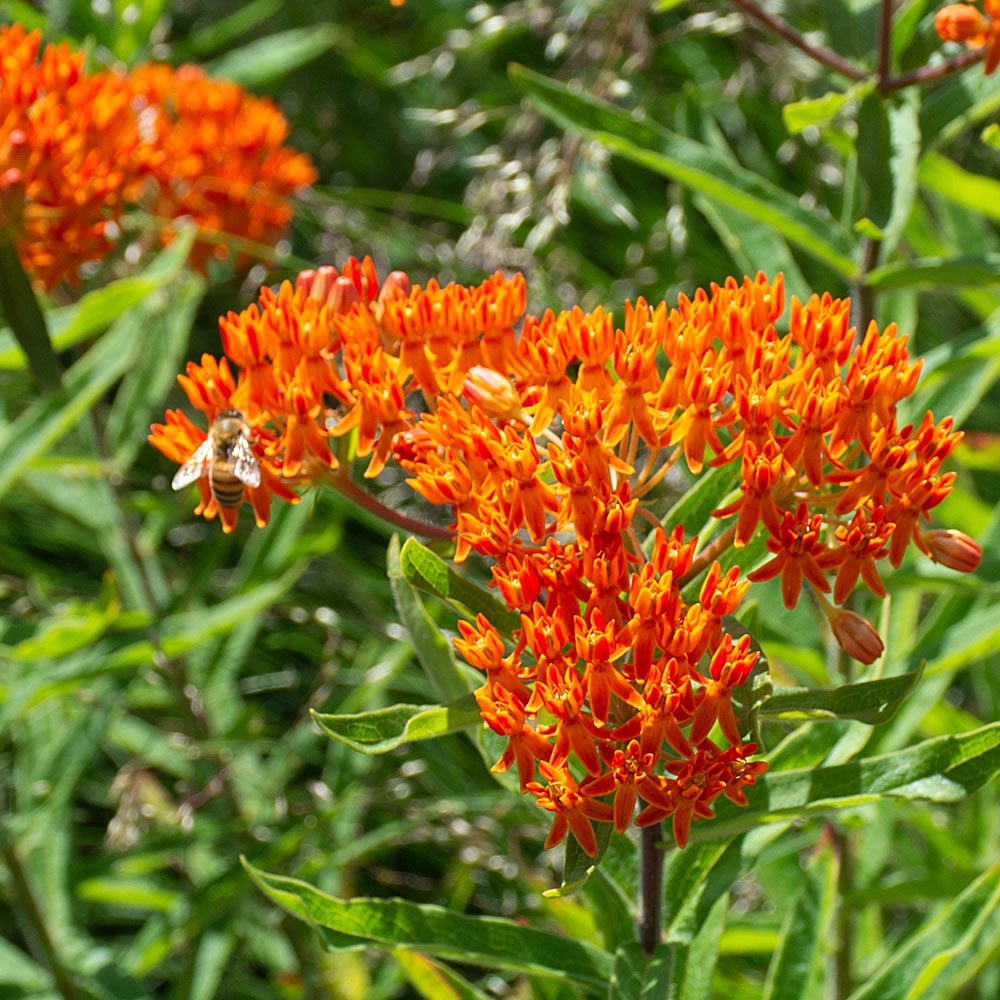 Asclepias Flower seeds for Planting Drought Tolerant Heirloom & GMO Free Seeds for Home Garden