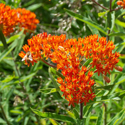 Asclepias Flower seeds for Planting Drought Tolerant Heirloom & GMO Free Seeds for Home Garden