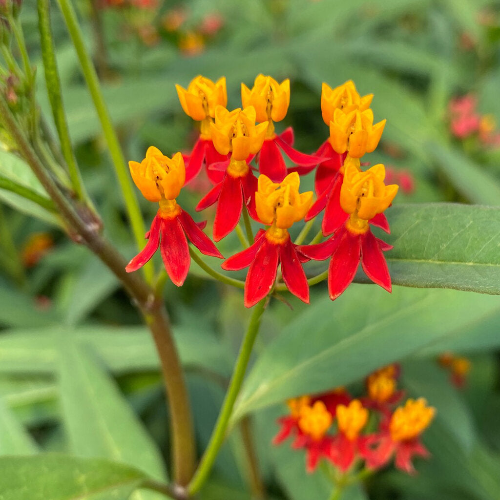 Asclepias Curassavica Flower seeds for Planting Colorful Display, Heirloom & GMO Free Seeds for Home Garden vegetable and garden seeds