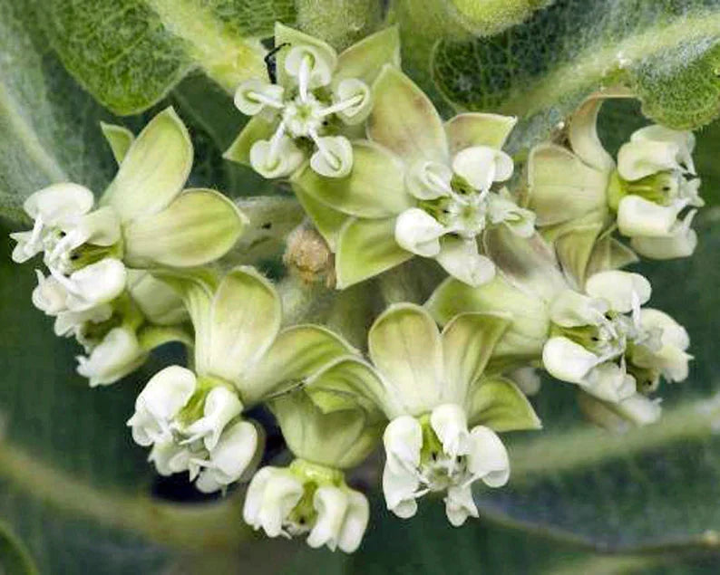 Asclepias Arenaria Flower seeds for Planting Vibrant Colors Heirloom & GMO Free Seeds for Home Garden
