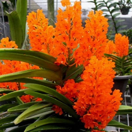 Orange Ascocentrum Flower seeds for Planting Pollinator Friendly, Heirloom & GMO Free Seeds for Home Garden seeds for planting