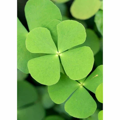 Premium Light Green Clover Flower seeds for Planting Cut Flower Favorite, Heirloom & GMO Free Seeds for Home Garden seeds