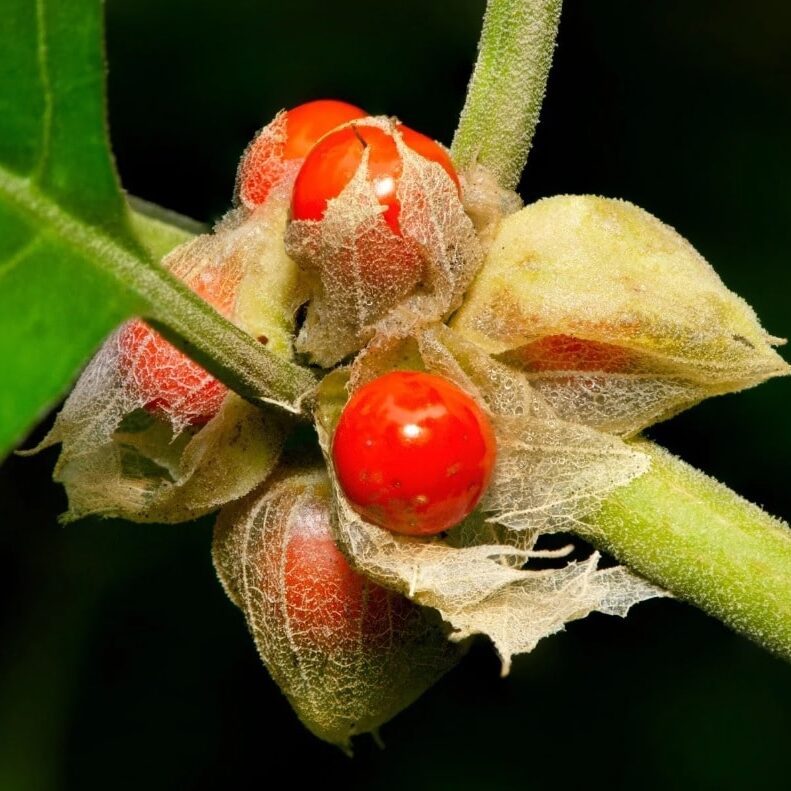 Orange Somnifera Flower seeds for Planting Bright Blooms, Heirloom & GMO Free Seeds for Home Garden vegetable and garden seeds