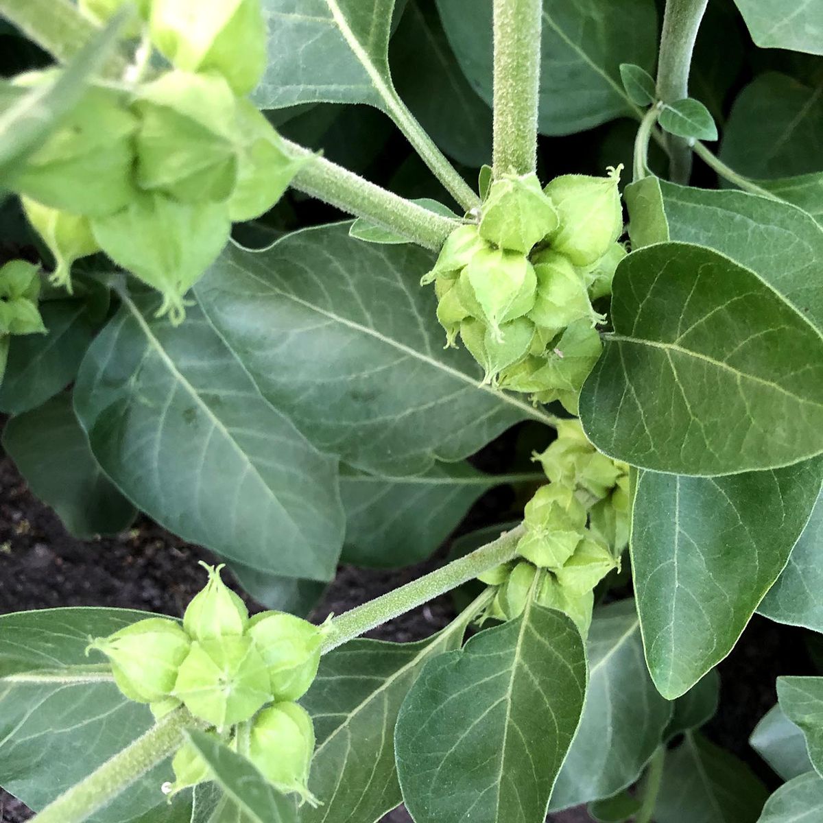 Ashwagandha Flower seeds for Planting Wildflower Mix Heirloom & GMO Free Seeds for Home Garden